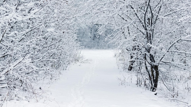 Bosque de invierno con árboles cubiertos de nieve y camino entre árboles después de nevadas