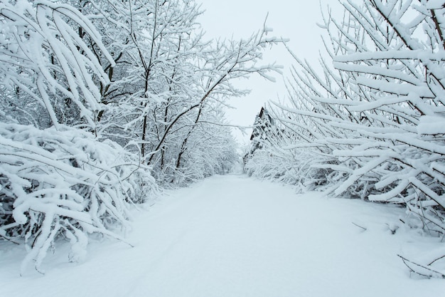 Bosque de invierno con árboles cubiertos de nieve. Camino nevado. Concepto de viaje de invierno.