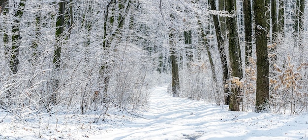 Bosque de invierno con árboles cubiertos de nieve y una carretera en tiempo soleado