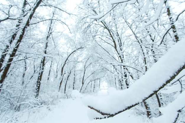 Bosque de invierno con árboles cubiertos de nieve. Concepto de viaje de invierno.