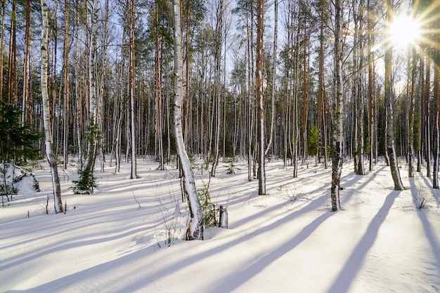 En el bosque de invierno con árboles cubiertos de nieve en un día soleado