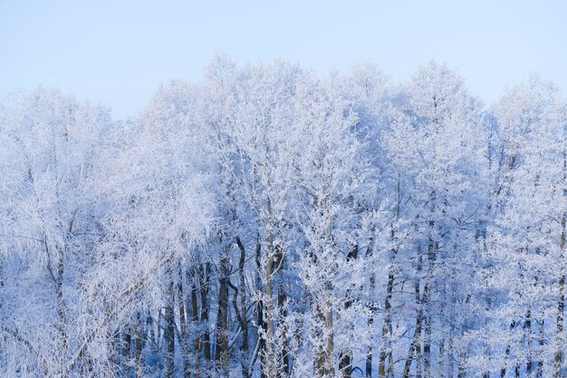 Bosque de invierno con árboles cubiertos de nieve y escarcha Hermosa escarcha brillante en las ramas bajo la luz del sol helada Foto de alta calidad