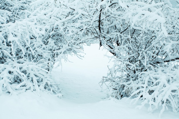 Bosque de invierno con árboles cubiertos de nieve. Paisaje de invierno, clima frío. Turismo en invierno. Copie el espacio.