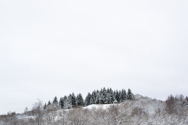 Bosque de invierno. Árboles cubiertos de nieve. Pinos en la colina