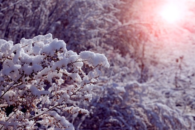 Bosque de invierno con árboles cubiertos de nieve y plantas secas al atardecer