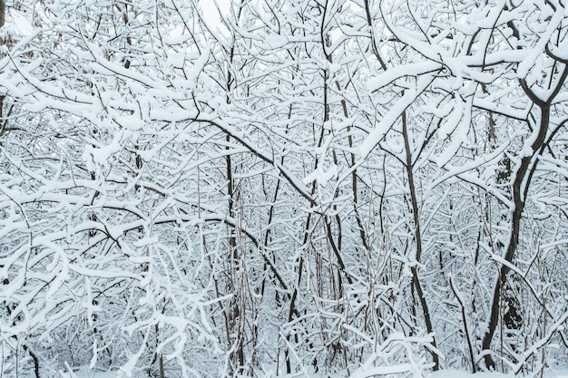 Bosque de invierno con árboles cubiertos de nieve.