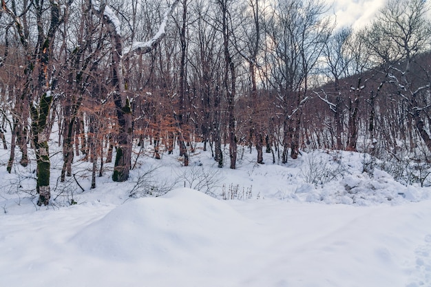 Bosque de invierno, árboles desnudos cubiertos de nieve