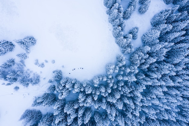 Bosque de invierno con árboles escarchados, vista aérea / vista aérea de drones del bosque nevado /