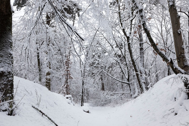 Bosque de invierno con árboles sin follaje.