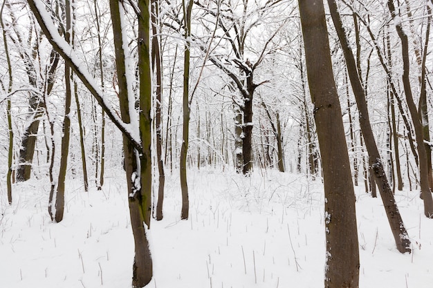 Bosque de invierno con árboles sin follaje.