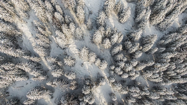 Bosque de invierno con árboles nevados, vista aérea. Naturaleza invernal, paisaje aéreo con río helado, árboles cubiertos de nieve blanca