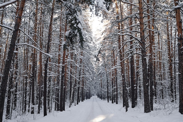 Bosque de invierno con árboles nevados