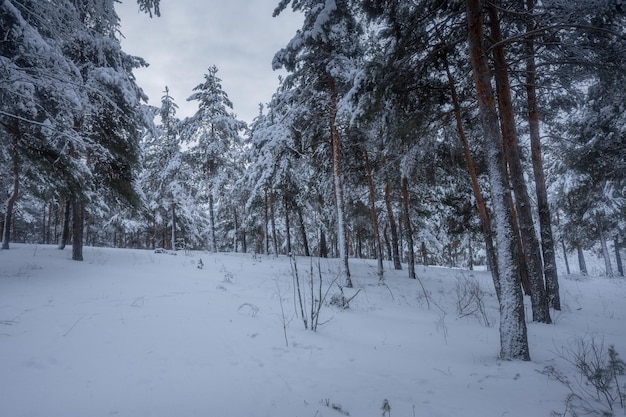 Bosque de invierno, árboles en la nieve, fotos de la naturaleza, mañana helada