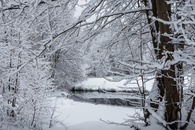 Bosque de invierno, árboles en la nieve, hermosa vista nevada, río frío