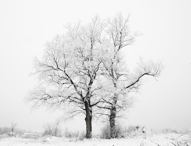 Un bosque de invierno azul árboles