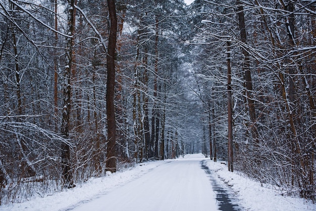 Bosque de invierno con camino y árboles, cubierto de nieve, fondo natural estacional al aire libre