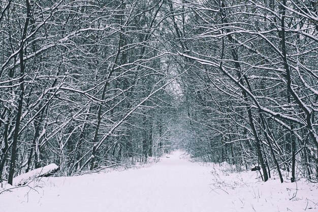 Bosque de invierno con camino y árboles cubiertos de nieve natural de fondo estacional al aire libre