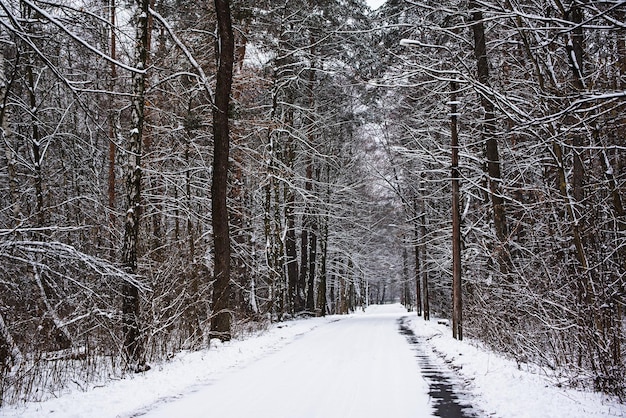 Bosque de invierno con camino y árboles cubiertos de nieve natural de fondo estacional al aire libre