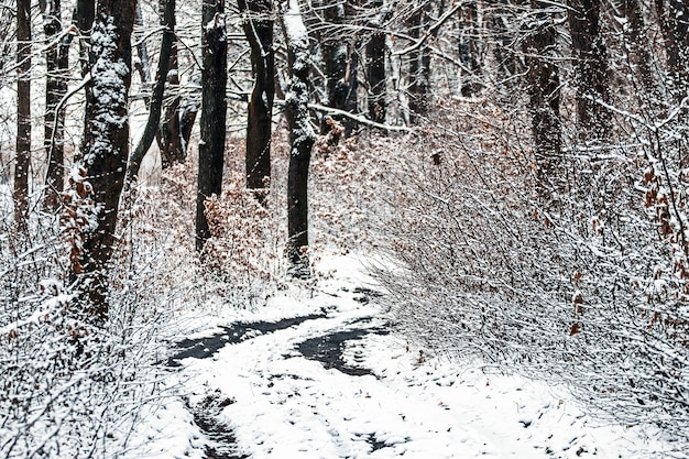 Bosque de invierno con un camino entre los árboles nevados