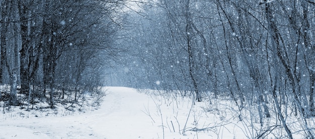 Bosque de invierno con camino cubierto de nieve durante las nevadas. Esta nevando en el bosque