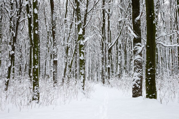 Bosque de invierno y el camino. Paisaje de invierno