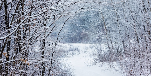 Bosque de invierno en el camino del sueño profundo en medio de un bosque nevado