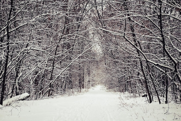 Bosque de invierno con camino