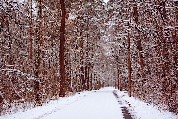 Bosque de invierno con camino