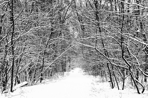 Bosque de invierno con camino