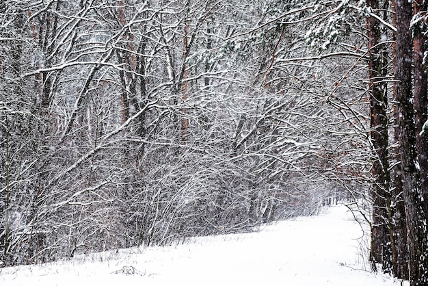 Bosque de invierno con camino