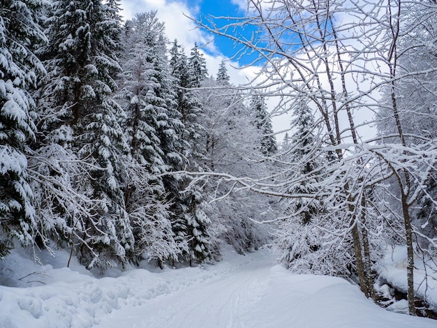 Bosque de invierno en los Cárpatos