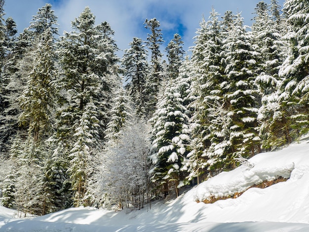 Bosque de invierno en los Cárpatos