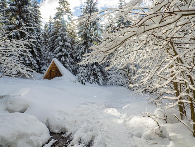 Bosque de invierno en los Cárpatos