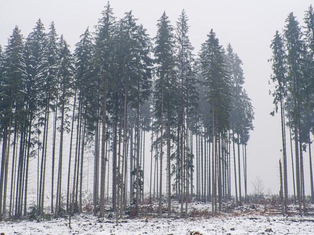 Bosque de invierno en los Cárpatos