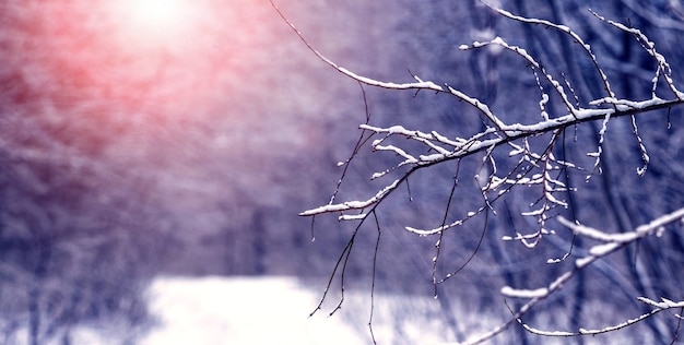 Bosque de invierno con carreteras cubiertas de nieve en tiempo soleado durante la puesta de sol