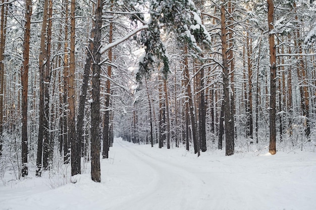 Bosque de invierno en clima nevado