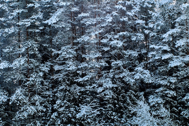 Bosque de invierno de color verde oscuro con ramas heladas pared de abetos salpicados de nieve