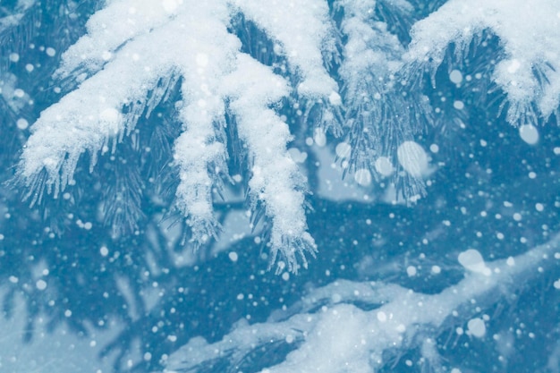 Bosque de invierno congelado con árboles cubiertos de nieve Rama de abeto de coníferas