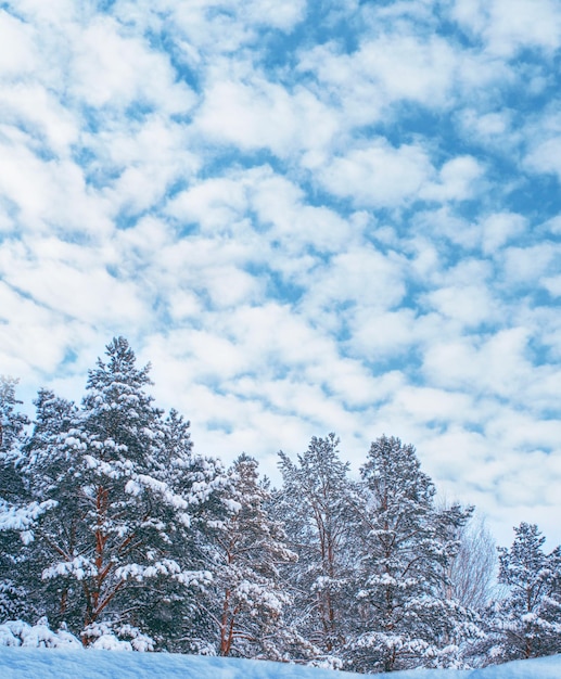 Foto bosque de invierno congelado con árboles cubiertos de nieve