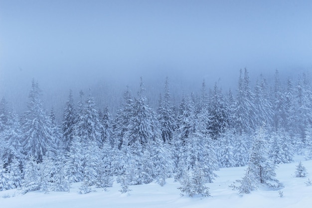 Foto bosque de invierno congelado en la niebla pino en la naturaleza cubierto de nieve fresca cárpatos ucrania