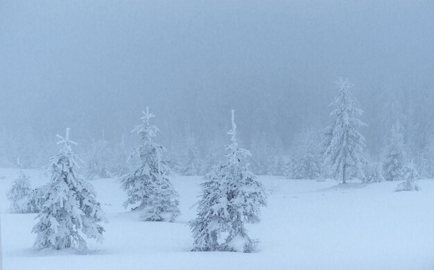 Foto bosque de invierno congelado en la niebla pino en la naturaleza cubierto de nieve fresca cárpatos ucrania