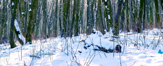 Bosque de invierno cubierto de nieve con árboles desnudos en un clima soleado, panorama