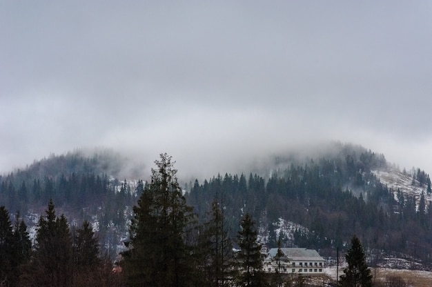 Bosque de invierno cubierto de nieve. Clima nublado. Mala visibilidad