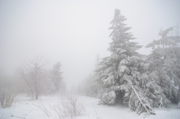 Bosque de invierno cubierto de nieve. Clima nublado. Mala visibilidad