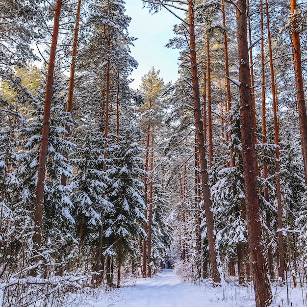 Bosque de invierno cubierto de nieve en un día soleado árboles cubiertos de nieve sobre fondo de cielo azul