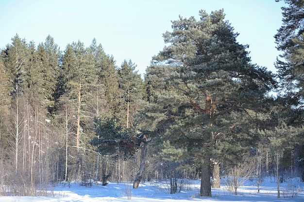 Bosque de invierno cubierto de nieve paisaje helado