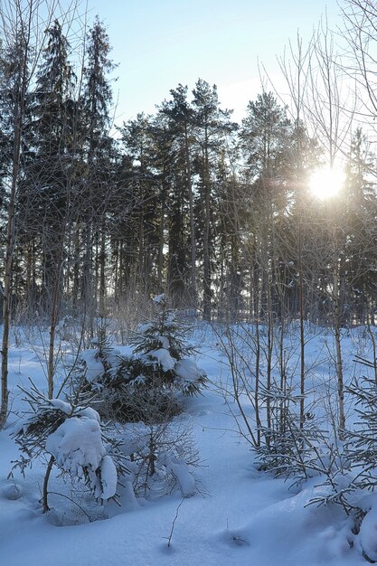 Bosque de invierno cubierto de nieve paisaje helado