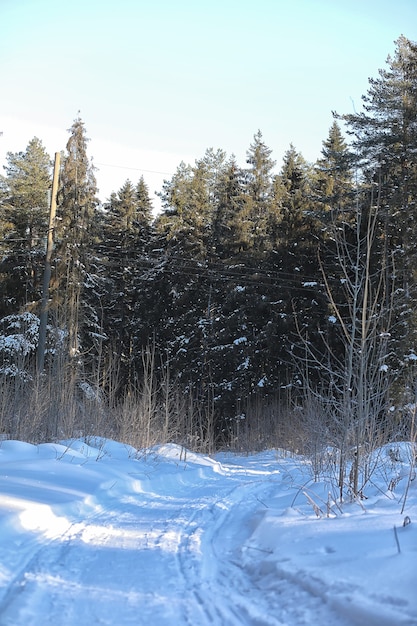 Bosque de invierno cubierto de nieve paisaje helado