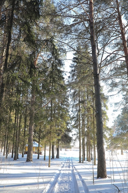 Foto bosque de invierno cubierto de nieve paisaje helado