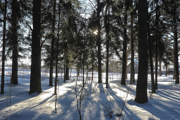 Bosque de invierno cubierto de nieve paisaje helado